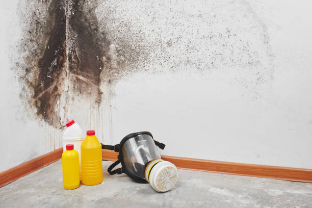 Best Mold Testing  in San Marcos, TX