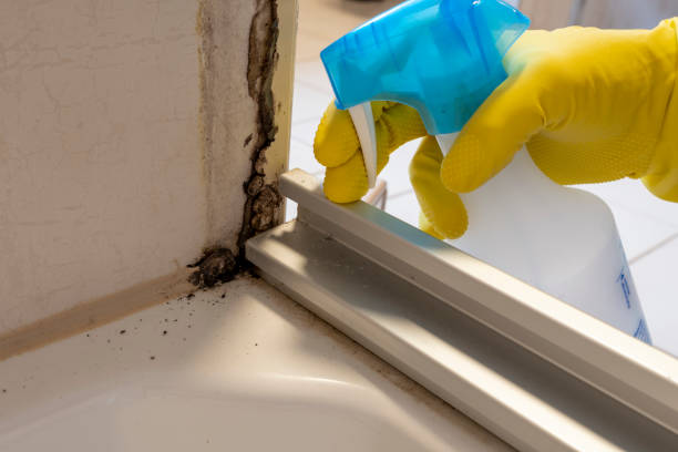 Best Residential Mold Removal  in San Marcos, TX