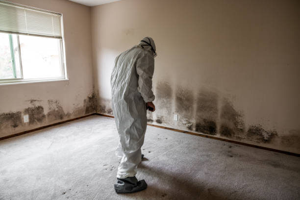 Best Mold Removal Near Me  in San Marcos, TX