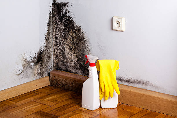 Best Best Mold Removal Companies  in San Marcos, TX